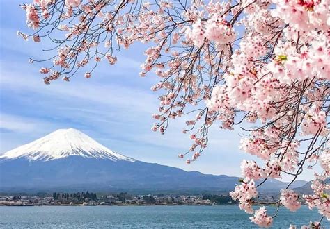Northern Shores Of Lake Kawaguchiko Japan Cherry Blossom Guide