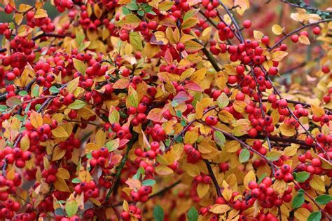 The Most Beautiful Autumn Shrubs For Fall Color Dear Plants