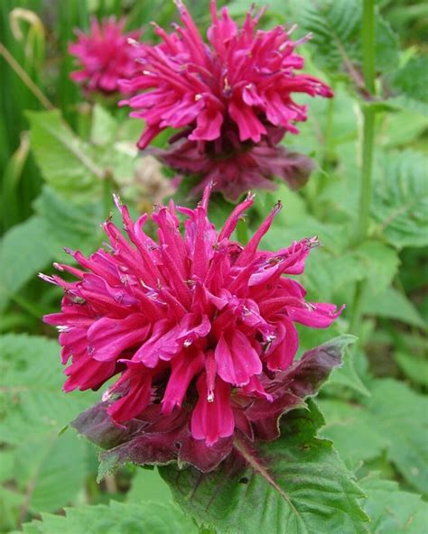 Bee Balm Flower How To Plant Grow And Care Florgeous