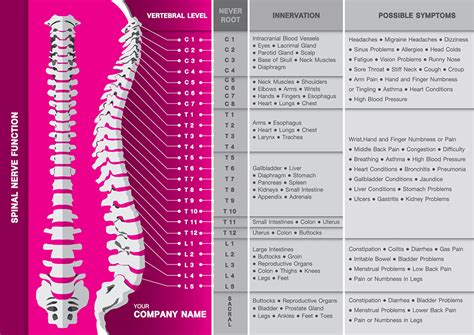 As the nervous system functions, it receives, interprets, and acts on both external and internal stimuli. Spinal Cord Injuries: Non-traumatic | Nursing CEU, AOTA ...