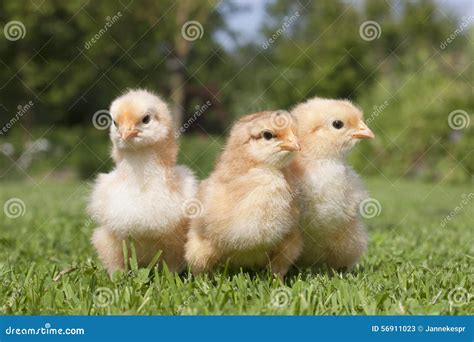 Three Little Chicks In The Grass Stock Image Image Of Young Chicken