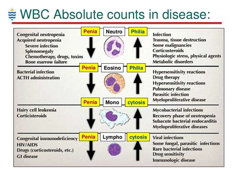 Ppt Pathology Of Wbc Disorders Powerpoint Presentation Free Download