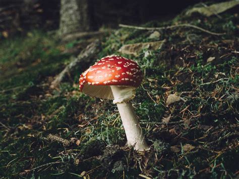 Dont Eat That 5 Wild Mushrooms To Avoid In The Us Sunnyscope