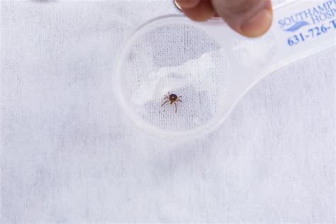 Its High Time For Ticks Which Are Spreading Diseases Farther The