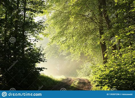 Path Through A Misty Spring Forest During Sunrise Country Road