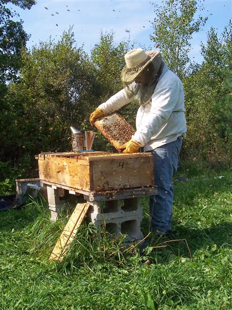musings-on-beekeeping-musings-about-economical-beekeeping