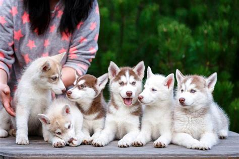So You Want To Breed Your First Dog Litter Read This First