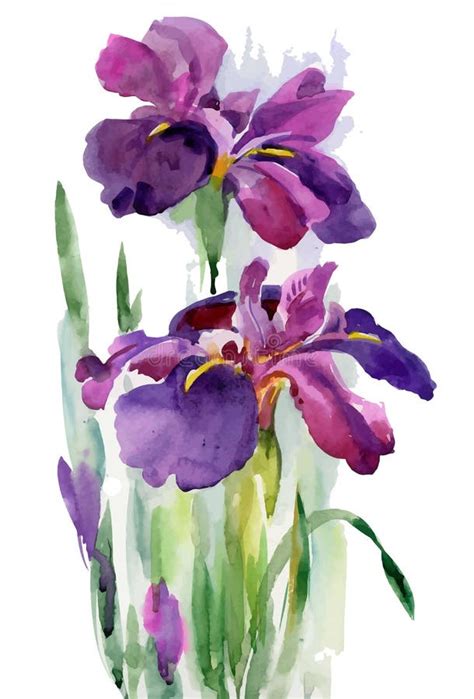 Beautiful Watercolor Iris Flower Stock Illustrations 2532 Beautiful