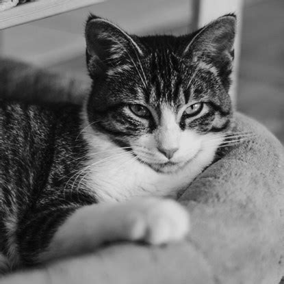 National Black Cat Day: 5 ways to turn your cat into a black cat
