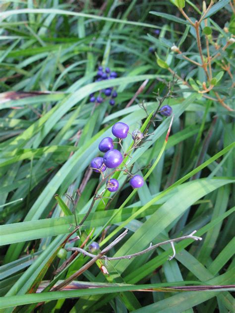 All Sizes Dianella Berries Flickr Photo Sharing