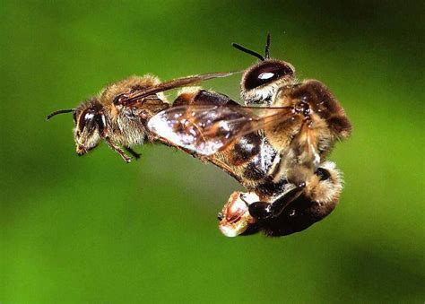 Bee Mating Flight Honey Bee Facts Bee Male Bee