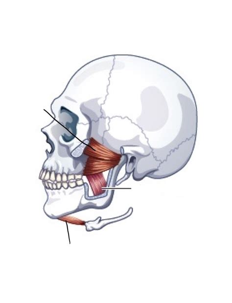Muscles Of The Mandible Diagram Quizlet