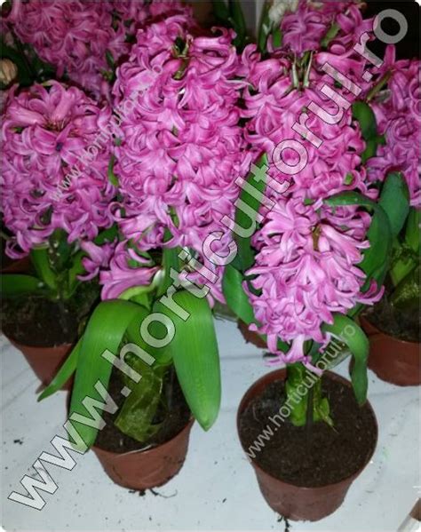 Zambila Hyacinthus Orientalis Ingrijire Horticultorulro
