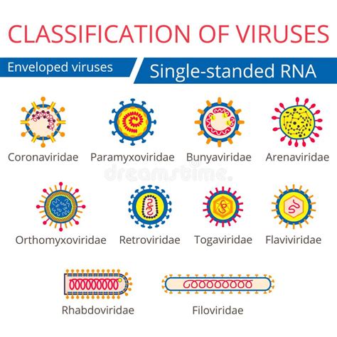 Clasificación De Virus Virus Envueltos Ilustración Del Vector