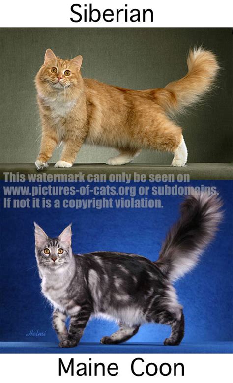 Largest cat breeds in relation to a maine coon cat. Best Pictures of Cats and More: Siberian Cat vs Maine Coon