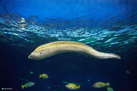 Moary Eel Complete Species Guide