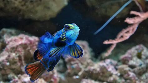 Mandarin Goby Dragonet Ultimate Care Guide Facts Food Tips And More