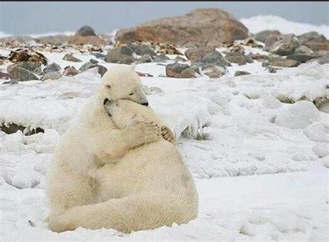 Polar Bears Love Animal Hugs Polar Bear Cute Animals