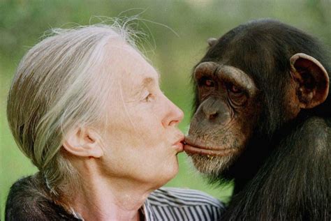 Jane Goodall La Mujer Que Vivió Más De 40 Años Con Monos Salvajes