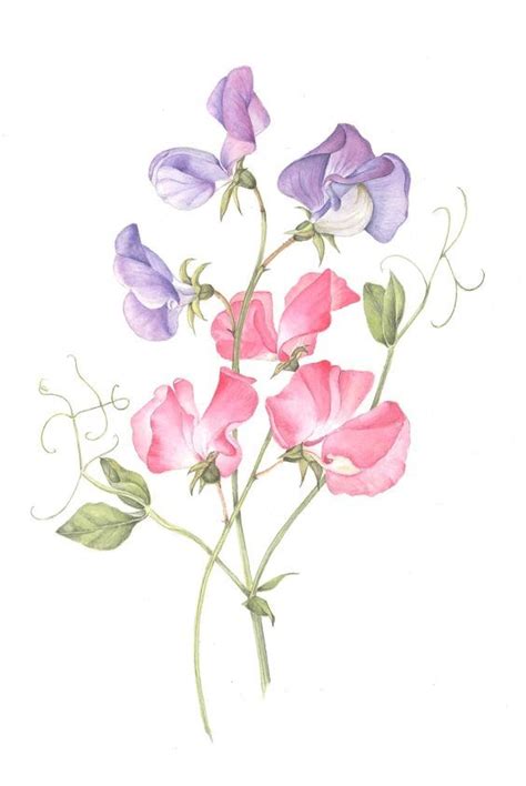 Sweet Peas Tattoo Idea Watercolor Design Watercolor Flowers