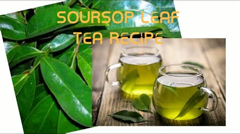 Soursop Leaves Tea Recipe Youtube