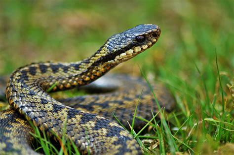 Adders Are Facing Near Extinction In Britain According To Study Of
