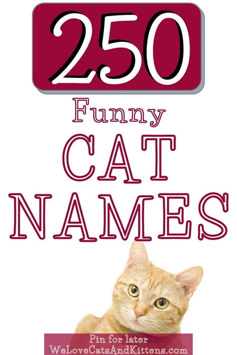 250 Funny Cat Names Funny Cat Names Cat Names Cute Cat Names