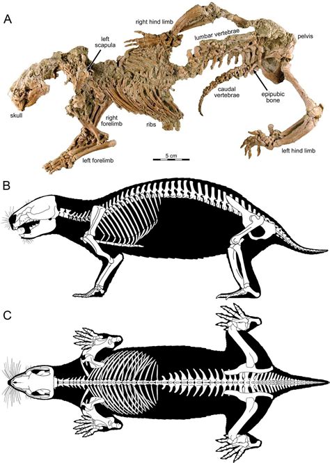 Fossil Friday Adalatherium The Largest Mammal To Run With The Dinosaurs