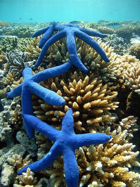 Matamanoa Fijilinkia Starfish Beautiful Sea Creatures Ocean