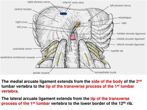 Ppt Psoas Major Powerpoint Presentation Free Download Id9610426