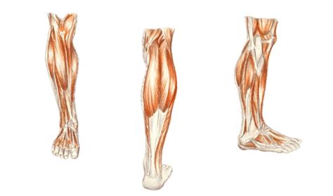 Inactivity Weakens Muscle Mass for Both Old and Young