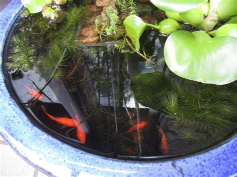 Protecting Your Fish From Predators Oh What A Beautiful Garden Mini