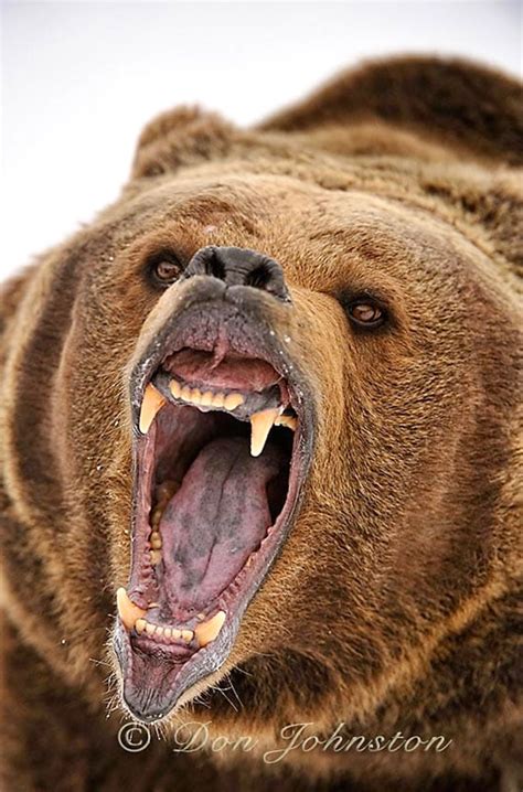 Roaring Grizzly Bear Grizzly Bear Angry Animals Animals Wild