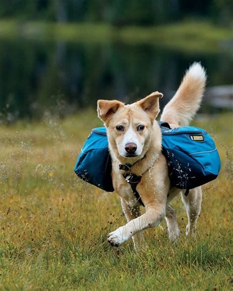 5 Best Dog Backpacks Reviewed Pros And Cons For Your Dogs Build