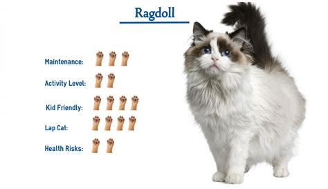 Ragdoll Cat Breed Everything That You Need To Know At A