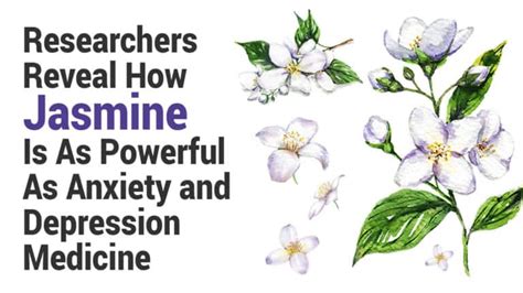 Researchers Reveal How Jasmine Is As Powerful As Anxiety And Depression