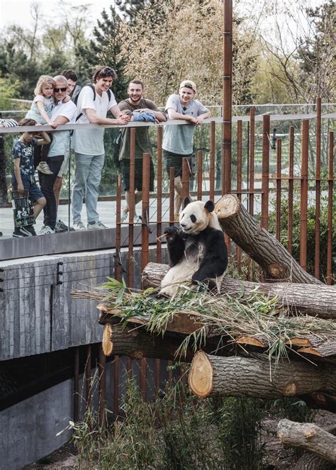 Copenhagen Zoos Giant Pandas Have Settled Into Their Big Designed
