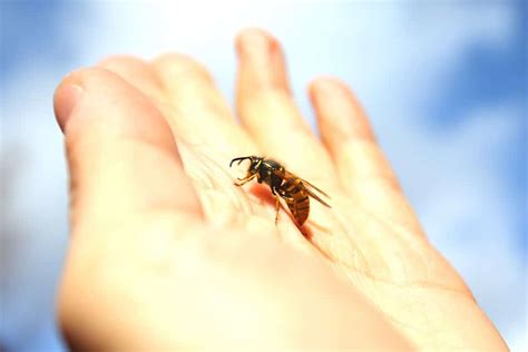 Bee Stings Everything You Need To Know Freedom Pest Control
