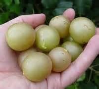 Celeste fig tree | naturehills.com. RabbitRidgeNursery.com