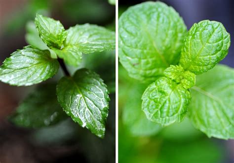 Spearmint, also known as garden mint, common mint, lamb mint and mackerel mint, is a species of mint, mentha spicata, native to europe and southern temperate asia. 5 foods that reduces your testosterone levels. | Trainer
