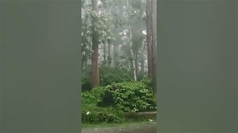 Wayanad Rain Forest Youtube