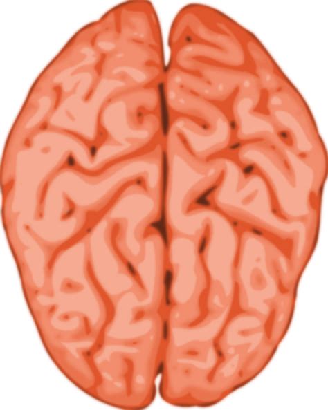 Brain Clipart Human Brain Brain Human Brain Transparent Free For