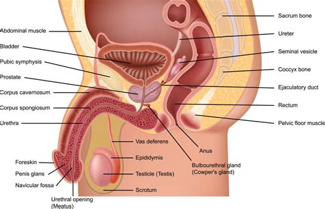 What Are The Different Hormones Of The Reproductive System