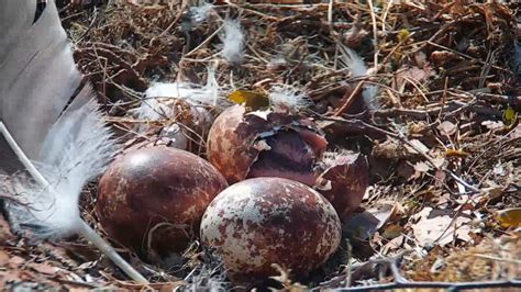 First Chick Hatches At Loch Of The Lowes Scottish Wildlife Trust