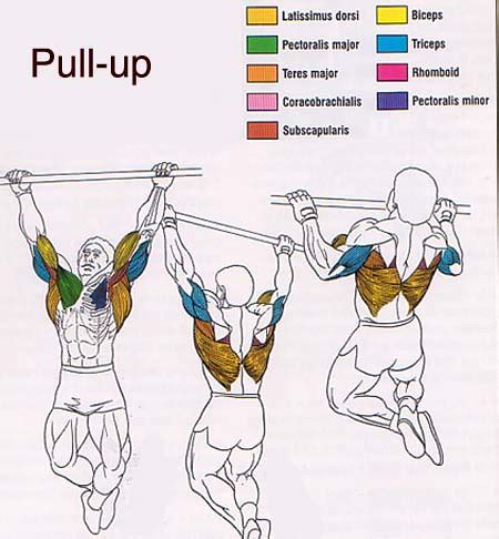 The pectoral muscle lies against the chest wall underneath both breasts,. Pull-up-muscle-diagram | jakealoo | Flickr
