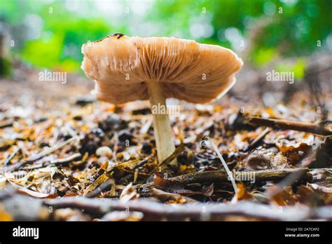 Mycelium Mushroom High Resolution Stock Photography And Images Alamy