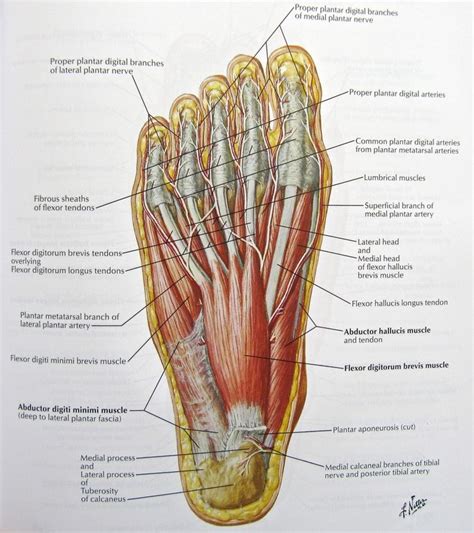 Foot Nerves Anatomy Pictures Diagram Of Nerves In Foot Human Anatomy Diagram Human Anatomy