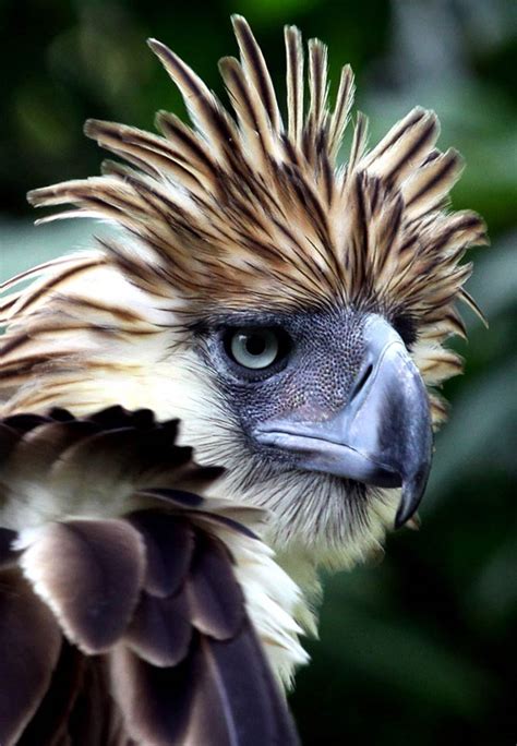 Philippine Eagle The Largest Eagle In The World