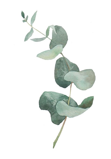 Eucalyptus | Botanical painting, Flower drawing, Plant painting