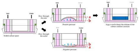 Metabolic profiling of animal cell culture slideshare. Applied Sciences | Free Full-Text | Cell Stress Reduction ...